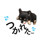 くうちゃんときなこ（個別スタンプ：9）