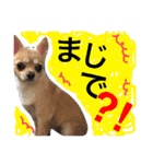 くうちゃんときなこ（個別スタンプ：13）