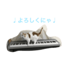 猫ピアニスト（個別スタンプ：4）