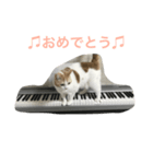 猫ピアニスト（個別スタンプ：5）