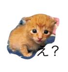 家のにゃー達(真顔)（個別スタンプ：5）