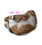 家のにゃー達(真顔)（個別スタンプ：6）