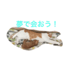 家のにゃー達(真顔)（個別スタンプ：7）