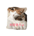 家のにゃー達(真顔)（個別スタンプ：11）
