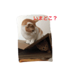 家のにゃー達(真顔)（個別スタンプ：16）