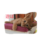 家のにゃー達(真顔)（個別スタンプ：17）
