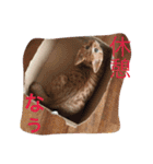 家のにゃー達(真顔)（個別スタンプ：24）