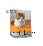 家のにゃー達(真顔)（個別スタンプ：26）