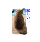 家のにゃー達(真顔)（個別スタンプ：28）