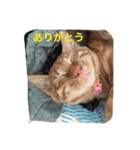 家のにゃー達(真顔)（個別スタンプ：30）