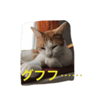 家のにゃー達(真顔)（個別スタンプ：31）