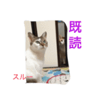 家のにゃー達(真顔)（個別スタンプ：33）