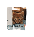 家のにゃー達(真顔)（個別スタンプ：34）