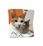 家のにゃー達(真顔)（個別スタンプ：35）
