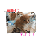 家のにゃー達(真顔)（個別スタンプ：36）