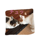 家のにゃー達(真顔)（個別スタンプ：37）