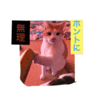 家のにゃー達(真顔)（個別スタンプ：38）