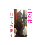 家のにゃー達(真顔)（個別スタンプ：40）