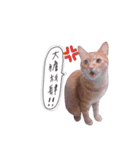 AMaoMao2（個別スタンプ：1）
