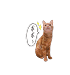AMaoMao2（個別スタンプ：3）