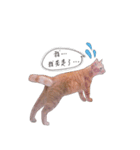 AMaoMao2（個別スタンプ：5）