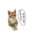 AMaoMao2（個別スタンプ：12）