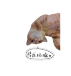 AMaoMao2（個別スタンプ：14）