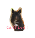 animal-s.s70-2（個別スタンプ：2）