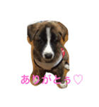 animal-s.s70-2（個別スタンプ：6）