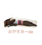 animal-s.s70-2（個別スタンプ：7）