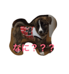animal-s.s70-2（個別スタンプ：8）