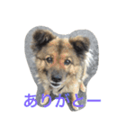 animal-s.s70-2（個別スタンプ：13）