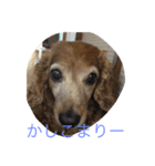 animal-s.s70-2（個別スタンプ：15）