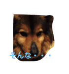 animal-s.s70-2（個別スタンプ：16）