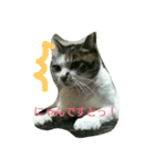 あにゃ 猫（個別スタンプ：1）