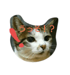あにゃ 猫（個別スタンプ：3）