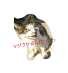 あにゃ 猫（個別スタンプ：4）