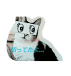 あにゃ 猫（個別スタンプ：5）