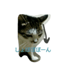 あにゃ 猫（個別スタンプ：6）