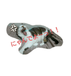 あにゃ 猫（個別スタンプ：7）