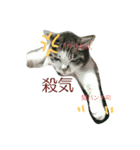 あにゃ 猫（個別スタンプ：9）