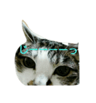あにゃ 猫（個別スタンプ：10）