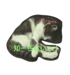 あにゃ 猫（個別スタンプ：11）