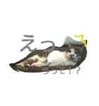 あにゃ 猫（個別スタンプ：12）