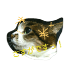あにゃ 猫（個別スタンプ：15）