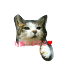 あにゃ 猫（個別スタンプ：16）