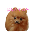 I am a choco（個別スタンプ：1）