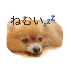 I am a choco（個別スタンプ：3）