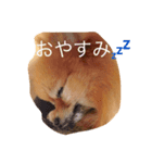 I am a choco（個別スタンプ：4）