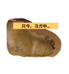 I am a choco（個別スタンプ：7）